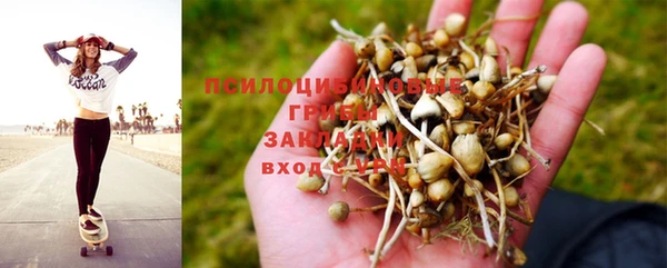 apvp Алзамай